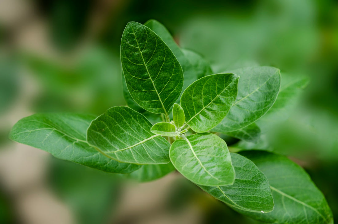 The Power of Plant-Based Supplements: Nature’s Best for Your Health