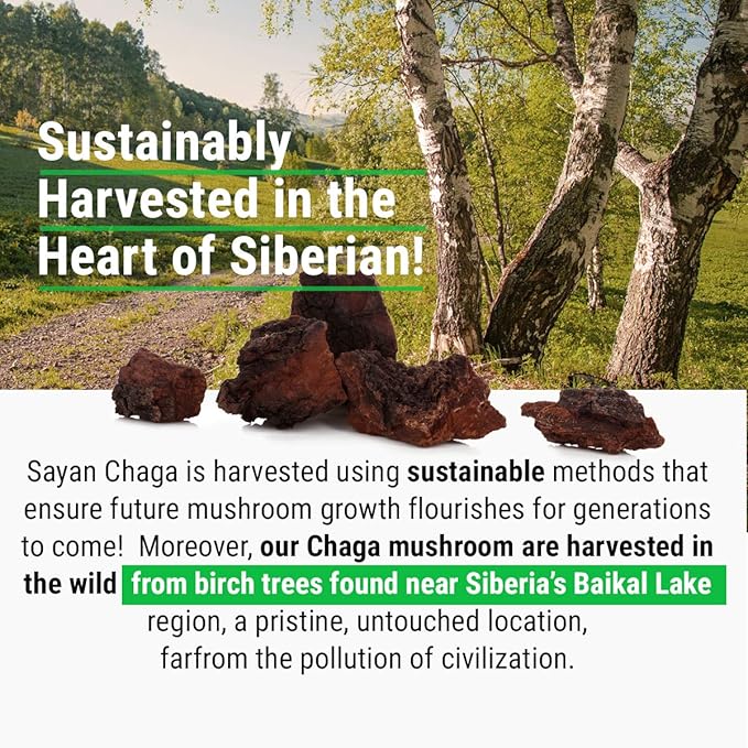 Sayan Siberian Raw Ground Chaga Powder 2.2 Lbs (1Kg) - Wild Forest Mushroom Tea, Powerful Adaptogen Antioxidant Supplement, Support for Immune System, Digestive Health